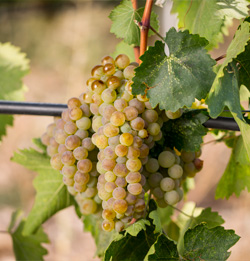 Indegenous Grapes:  Narince
